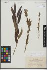 Foto von Salix triandra L. x Salix viminalis L.